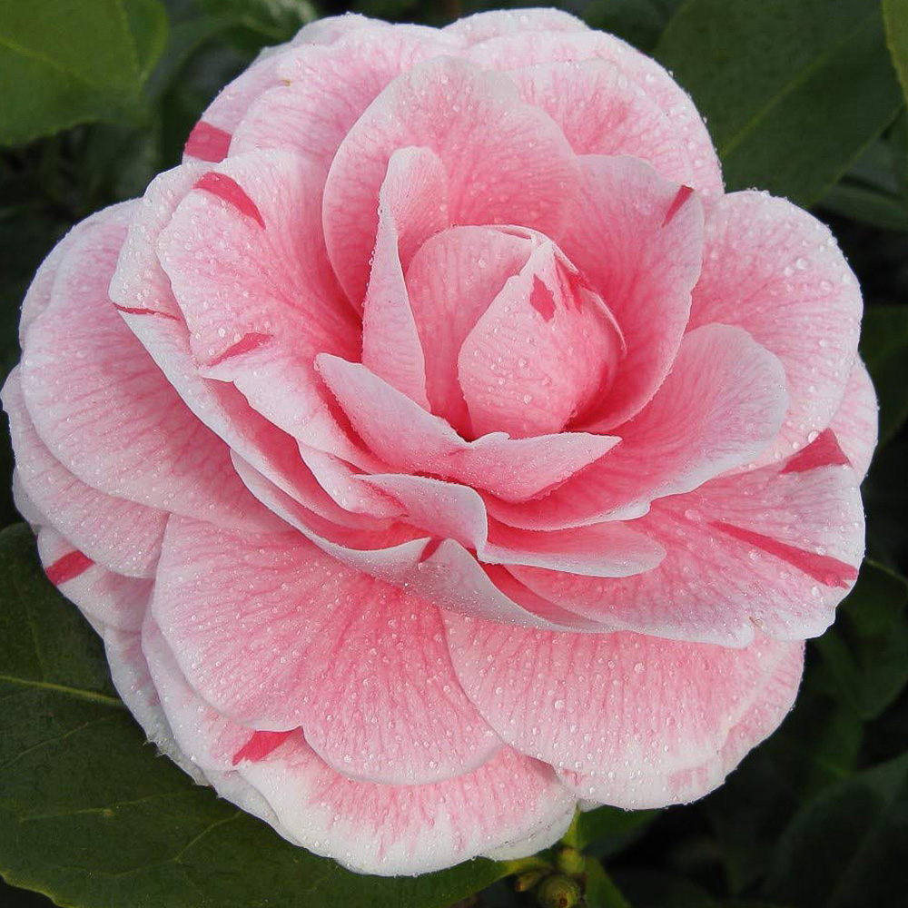 Thompson and Morgan Camellia Collection Plant Pot 9cm 3 Pack Image 4