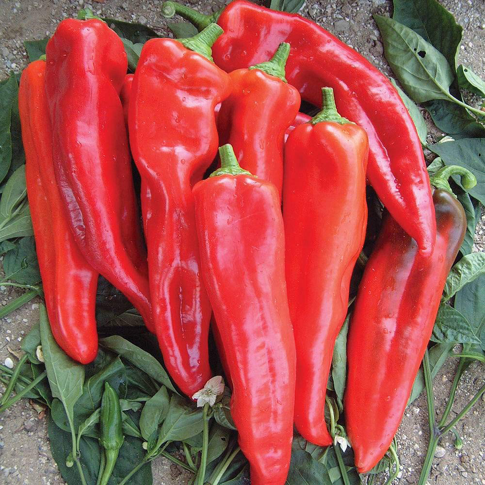 Thompson and Morgan Pepper Sweet Thor F1 Hybrid Seeds Image 1