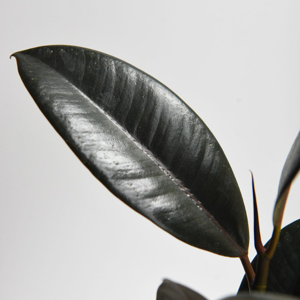 Thompson and Morgan Ficus Elastica Abidjan Plant Pot 8.5cm Image 4