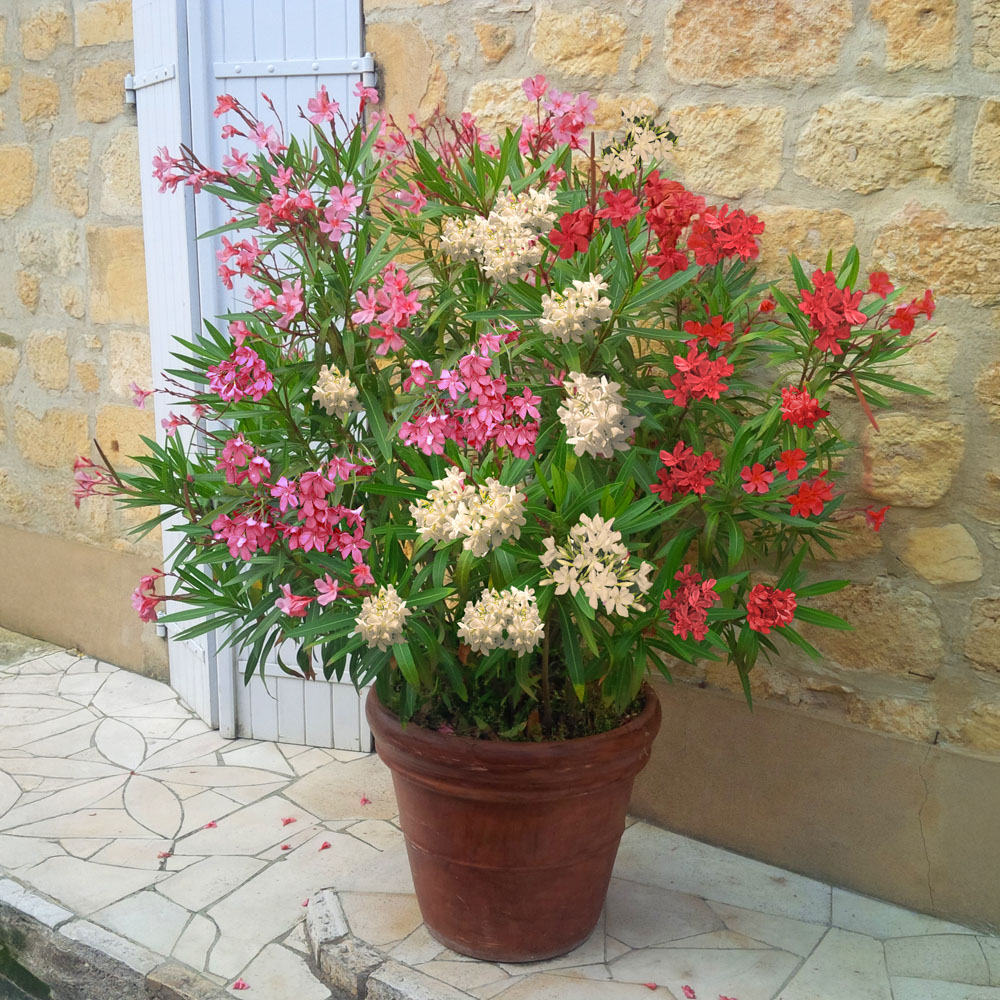 YouGarden Tricolour Oleander Bushes Plant Pot 15cm 2 Pack Image 2