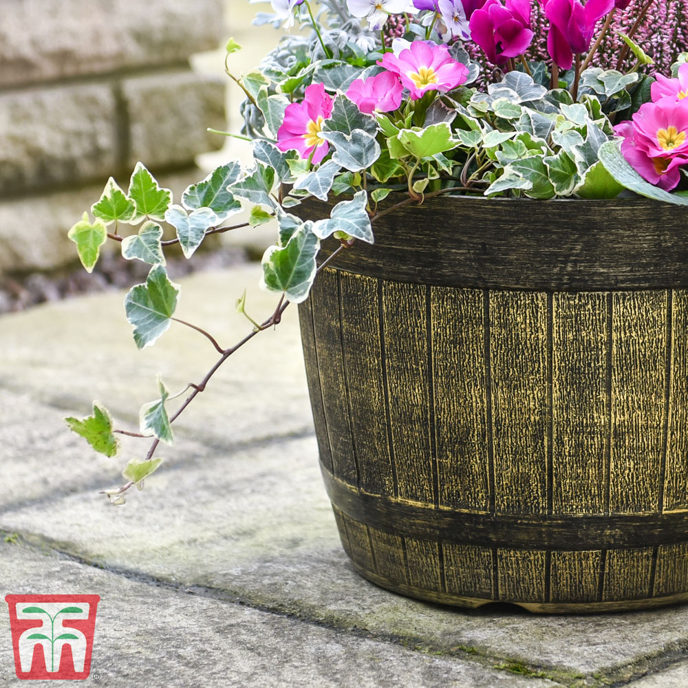 Thompson & Morgan Whisky Barrel Matt Gold Planter Image 2
