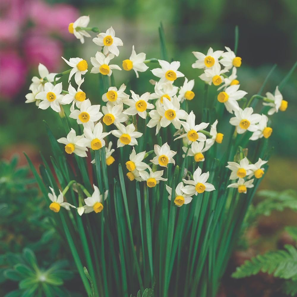 Thompson and Morgan Super Saver Spring Flowering Collection Planting Bulb 1000 Pack Image 6