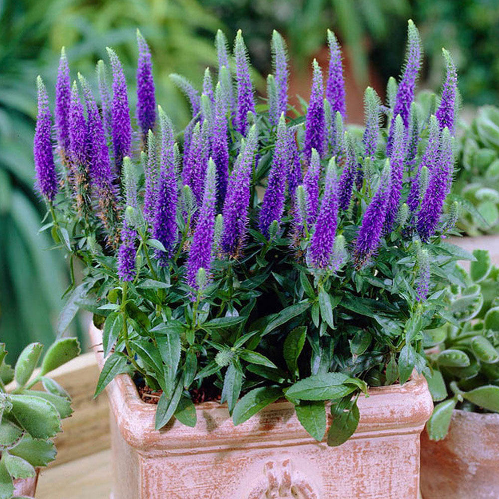 YouGarden Veronica Ulster Dwarf Blue Spiked Speedwell Plant Pot 3 Pack Image 2