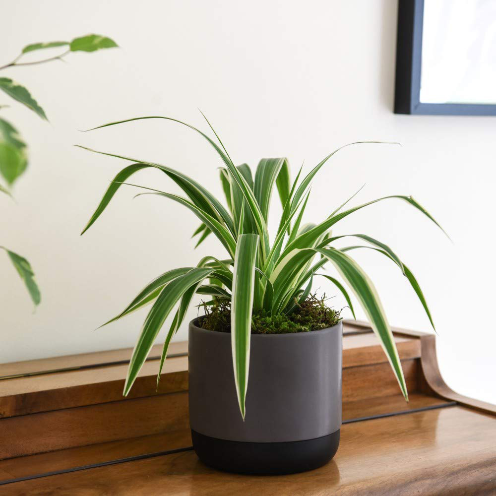 Thompson and Morgan Urban Jungle Collection Mixed Plant in Pot Image 4