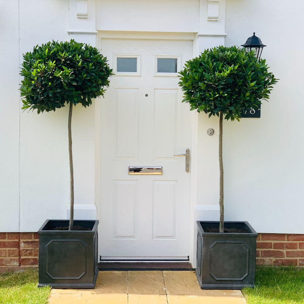 Thompson & Morgan Laurus Nobilis Bay Plant Pot 30cm 2 Pack Image 1