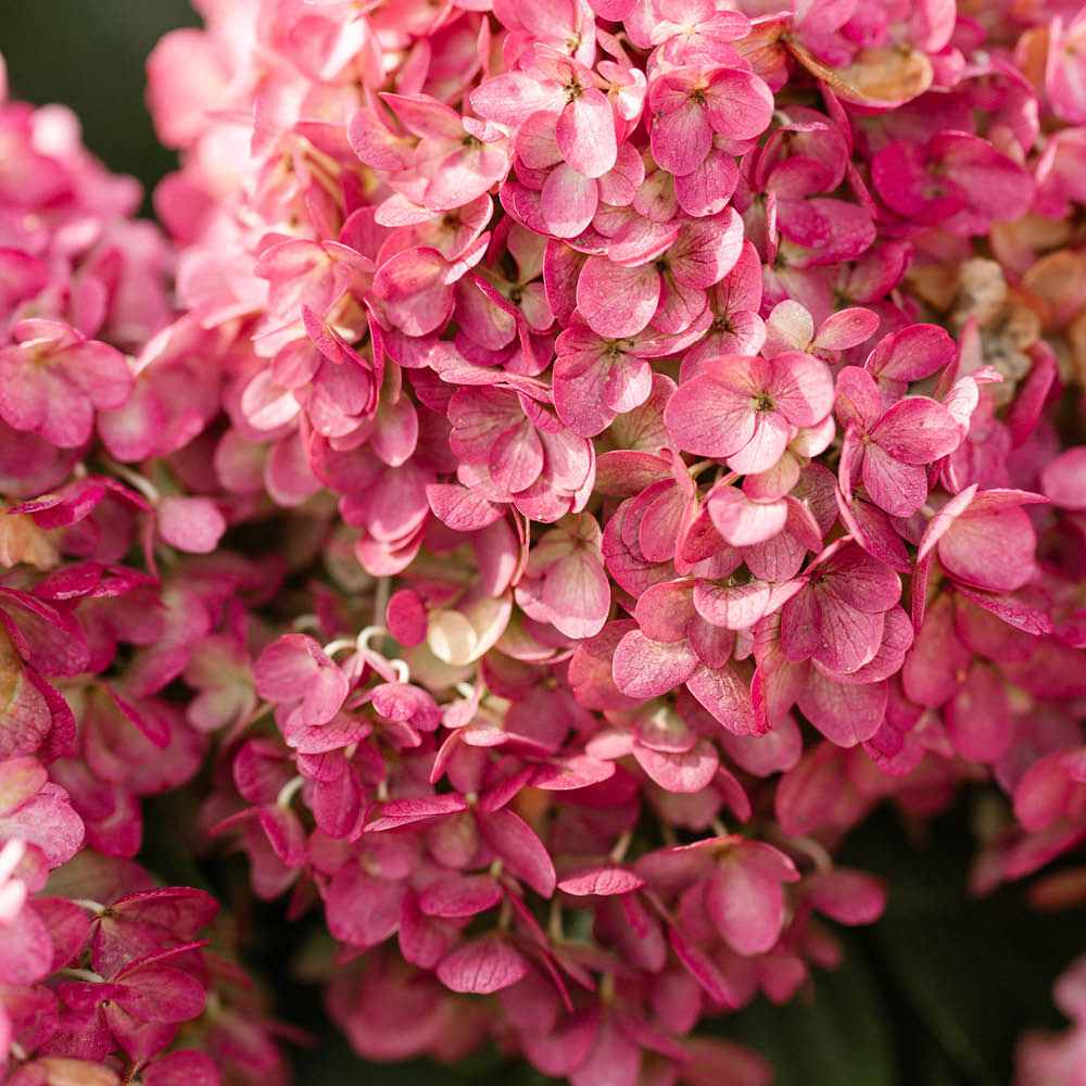 YouGarden Hydrangea Paniculata Red Velvet Plant in Pot 12cm 3 Pack Image 3