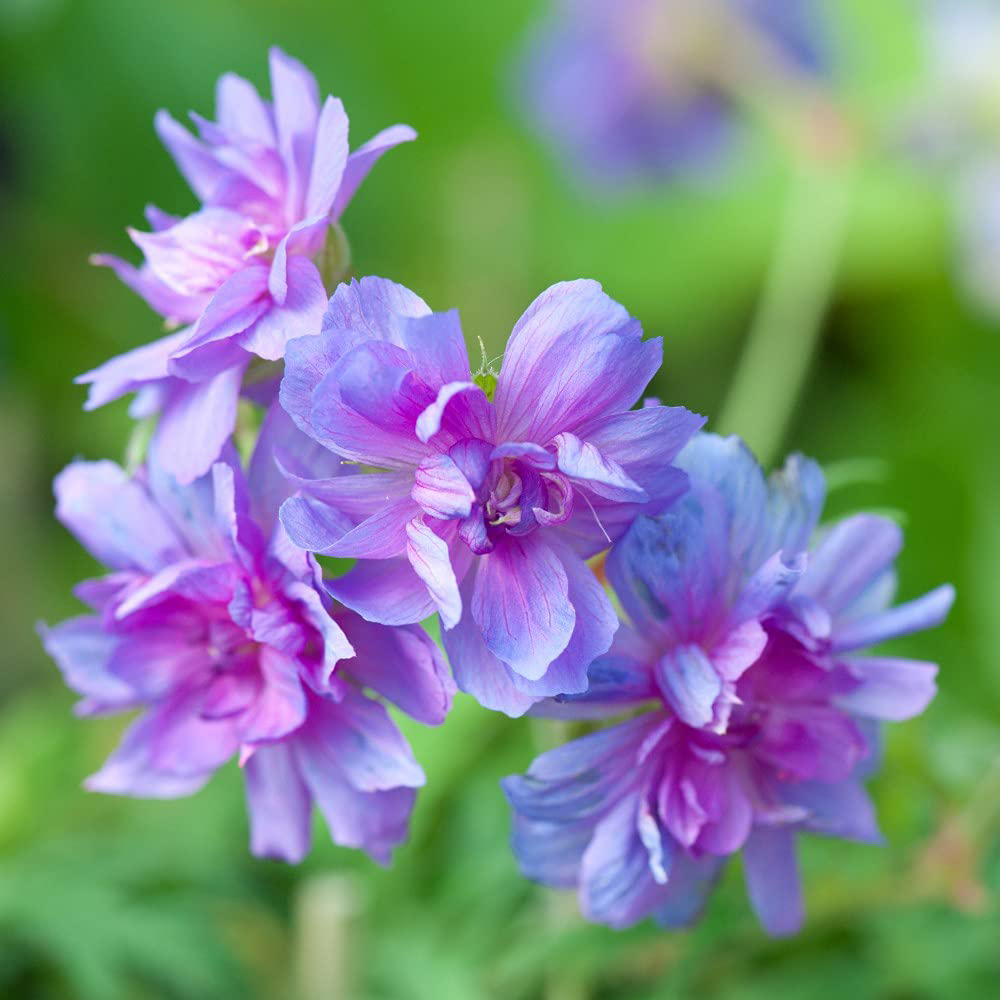 Thompson and Morgan Geranium Double Plenum Caeruleum Bare Root 3 Pack Image 1