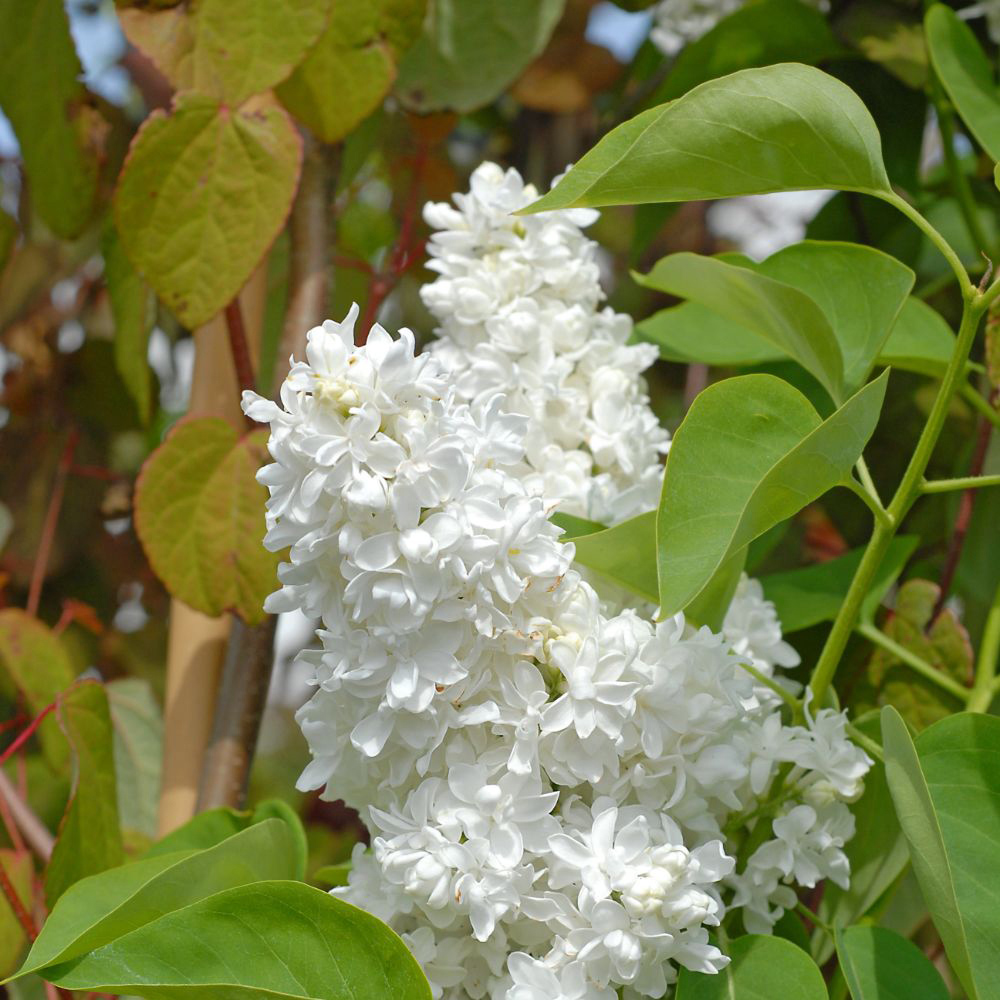 Thompson and Morgan Syringa Vulgaris Mme Lemoine Potted Plant 9cm 2 Pack Image 3