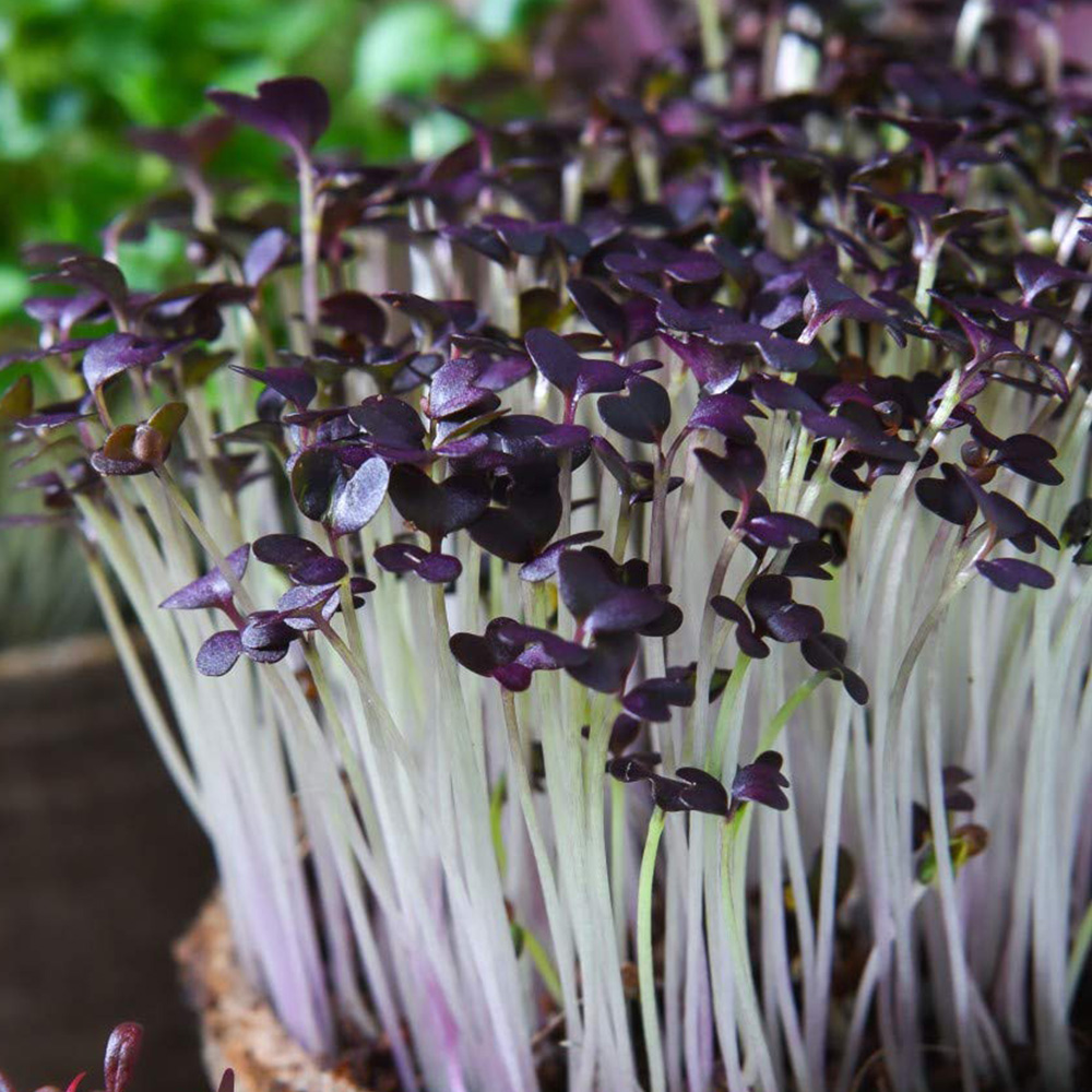 Thompson and Morgan Microgreens Mustard Red Lace Seeds Image 1