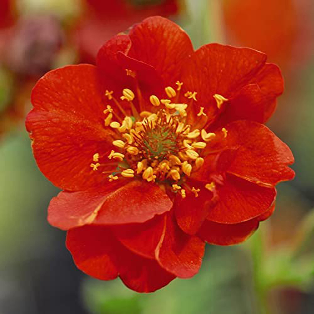 Thompson and Morgan Geum Mrs J. Bradshaw Plant Plug 24 Pack Image 4