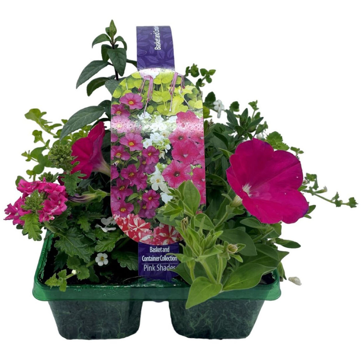 Summer Jumbo Flowers Image 3