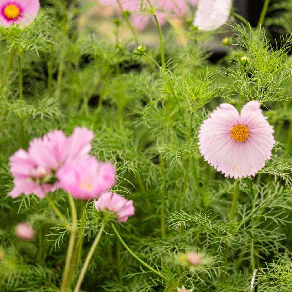 Thompson and Morgan Cosmos Cupcakes Blush Seeds Image 2