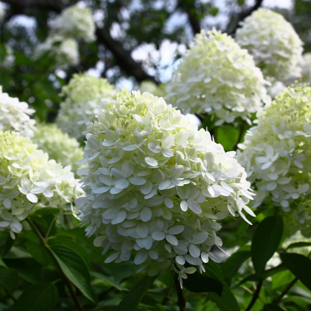 Thompson and Morgan Hydrangea Limelight Plant Pot 3.6L 2 Pack Image 2