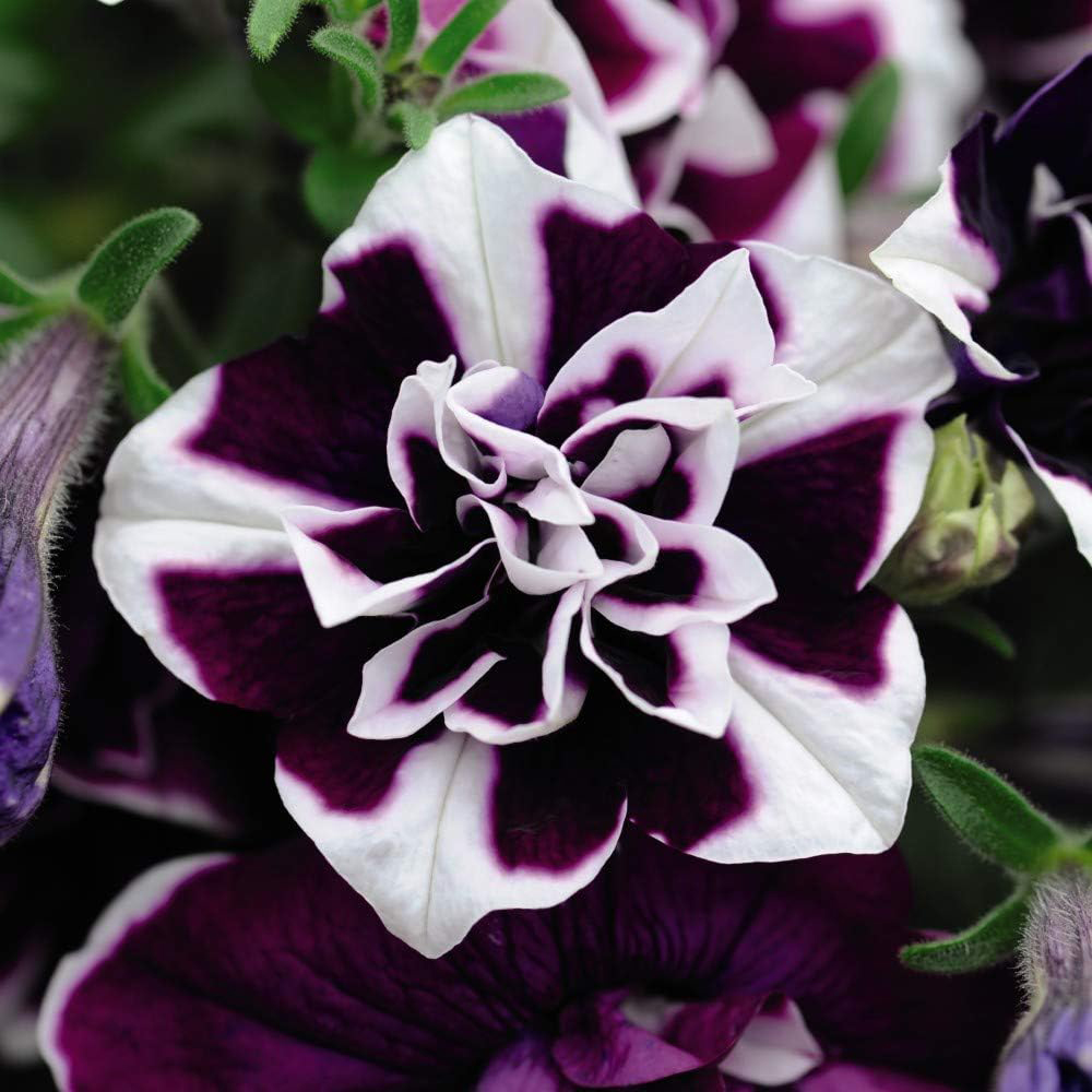 Thompson and Morgan Petunia Tumbelina Frills and Spills Collection Postiplugs 20 Pack Image 4