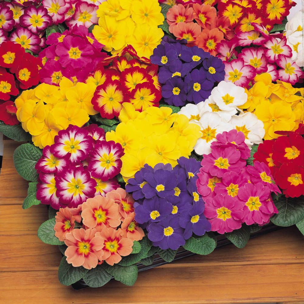 wilko Primrose Bonelli Mixed Garden Ready Plant 20 Pack Image 3