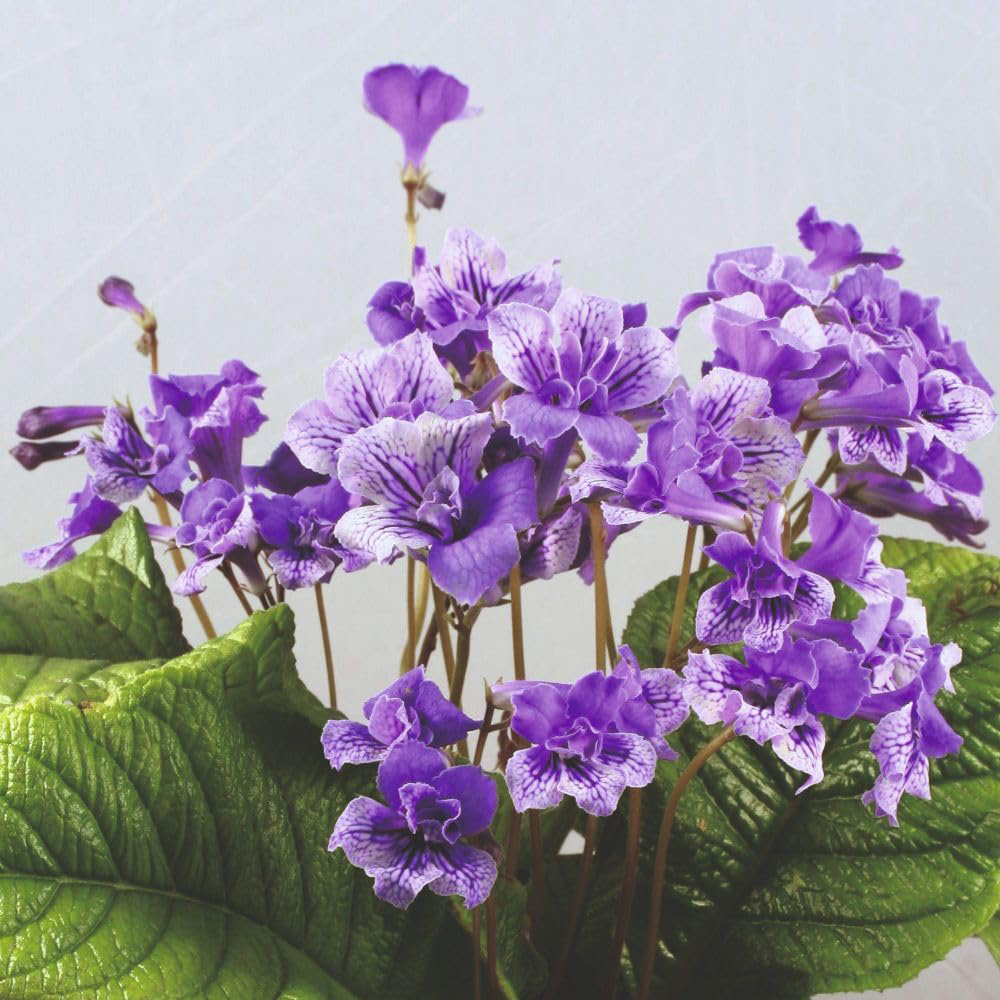 Thompson and Morgan Streptocarpus Blue Frills Jumbo Plug 3 Pack Image 1