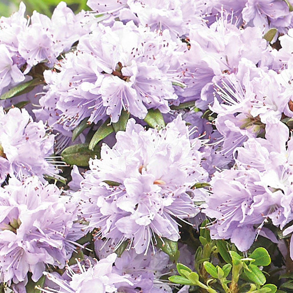 Thompson and Morgan Rhododendron Gristede Plant in Pot 3L Image 1