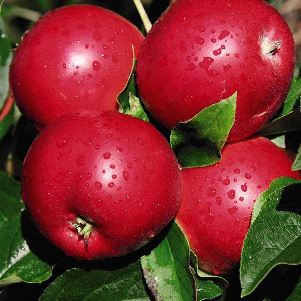 Thompson and Morgan Apple Malus Scrumptious MM106 Rootstock Plant Pot 12L Image 1