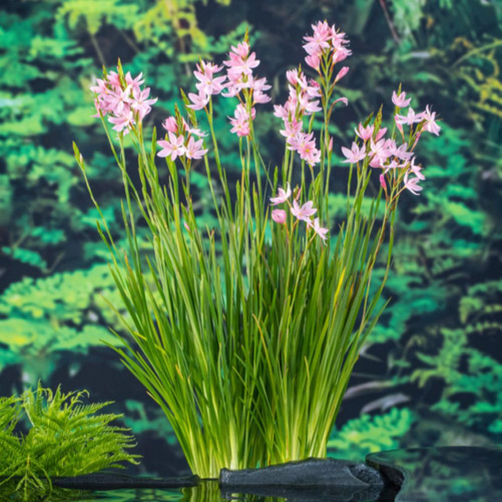 Thompson and Morgan Schizostylis Coccinea Mrs Hegarty Plant Pot 9cm 2 Pack Image 2