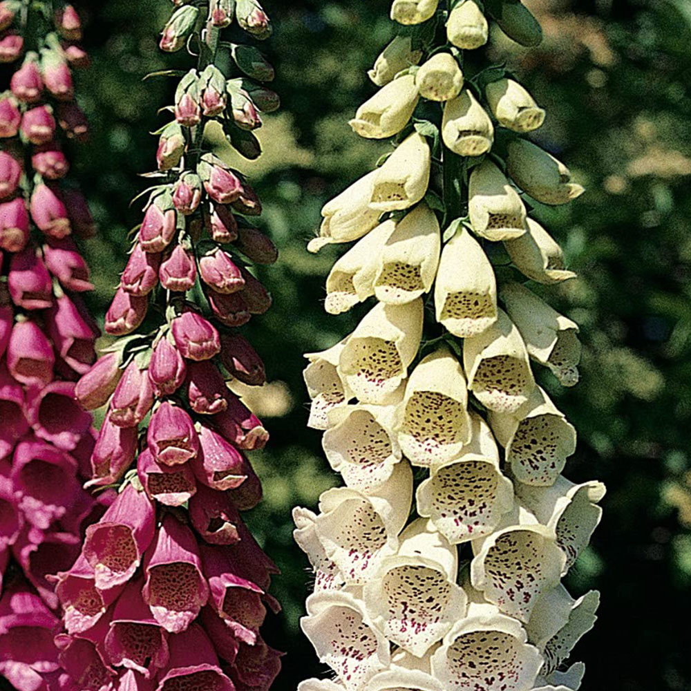 Thompson and Morgan Digitalis Foxglove Excelsior Garden Ready Plant 30 Pack Image 3
