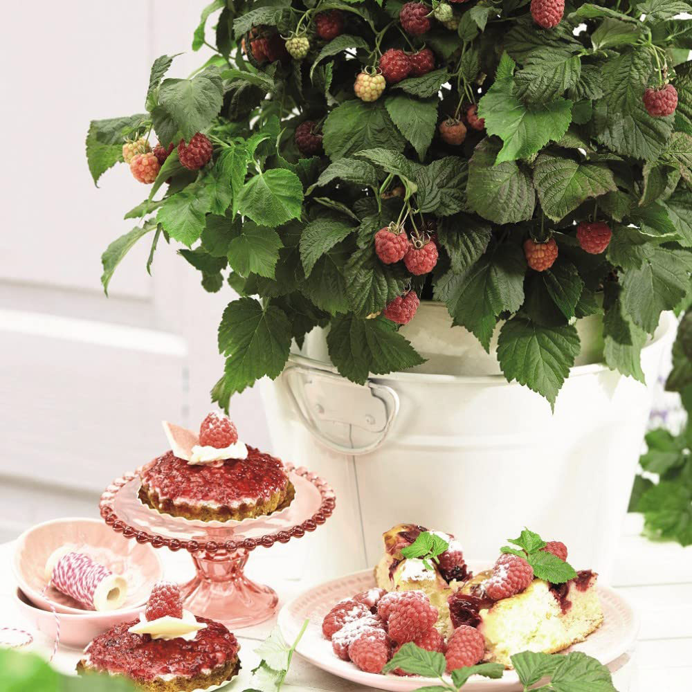 Thompson & Morgan Raspberry Rubus Idaeus Yummy Plant Pot 12cm Image 2