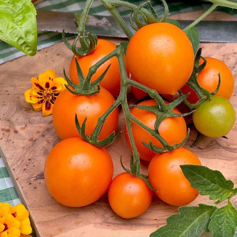 Thompson & Morgan Tomato Merrygold F1 8 Seeds Packet Image 1