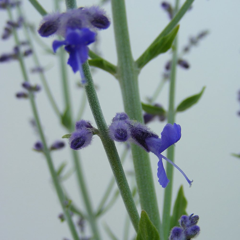 Thompson and Morgan Perovskia Atriplicifolia Little Spire Plant Pot 3.6L Image 1