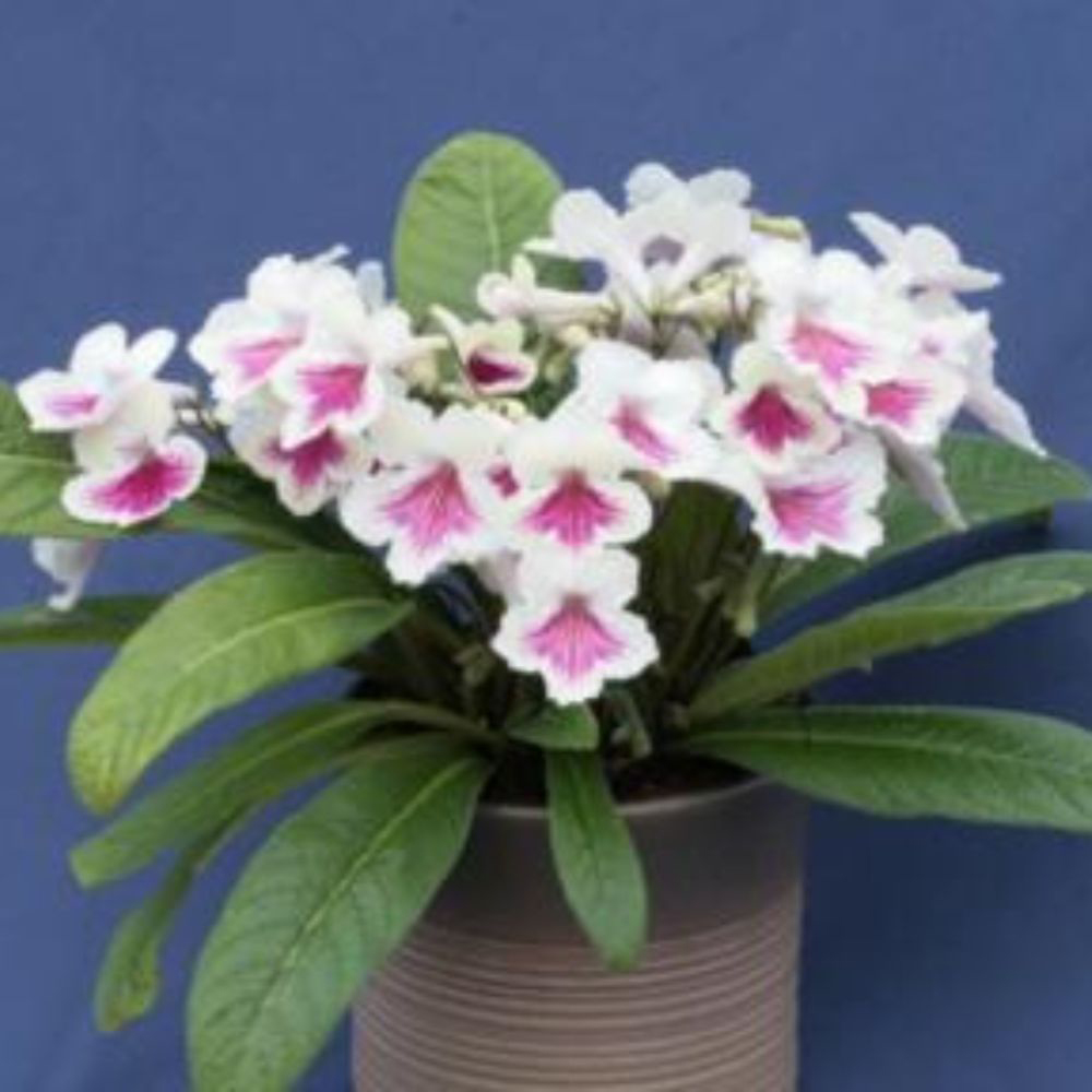Thompson and Morgan Streptocarpus Sioned Jumbo Plug 3 Pack Image 2