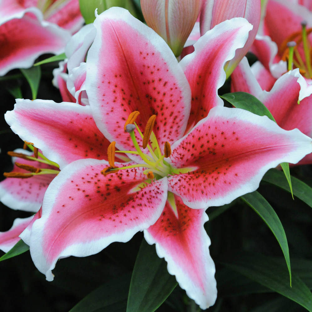 Thompson and Morgan Lily Tasman Planting Bulb 5 Pack Image 2