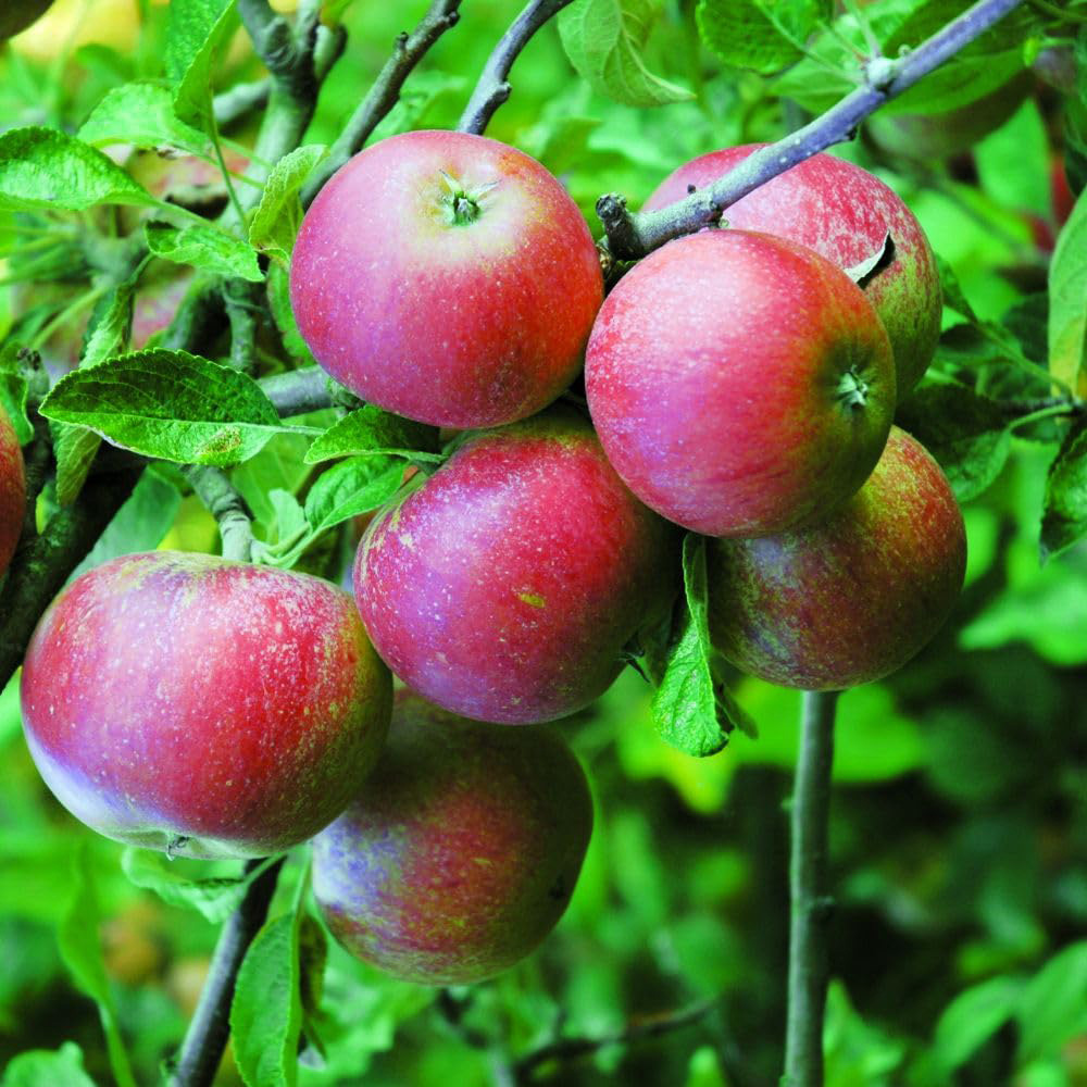 Thompson and Morgan Apple Malus Queen Cox M26 Rootstock Bare Root Tree 2 Pack Image 2