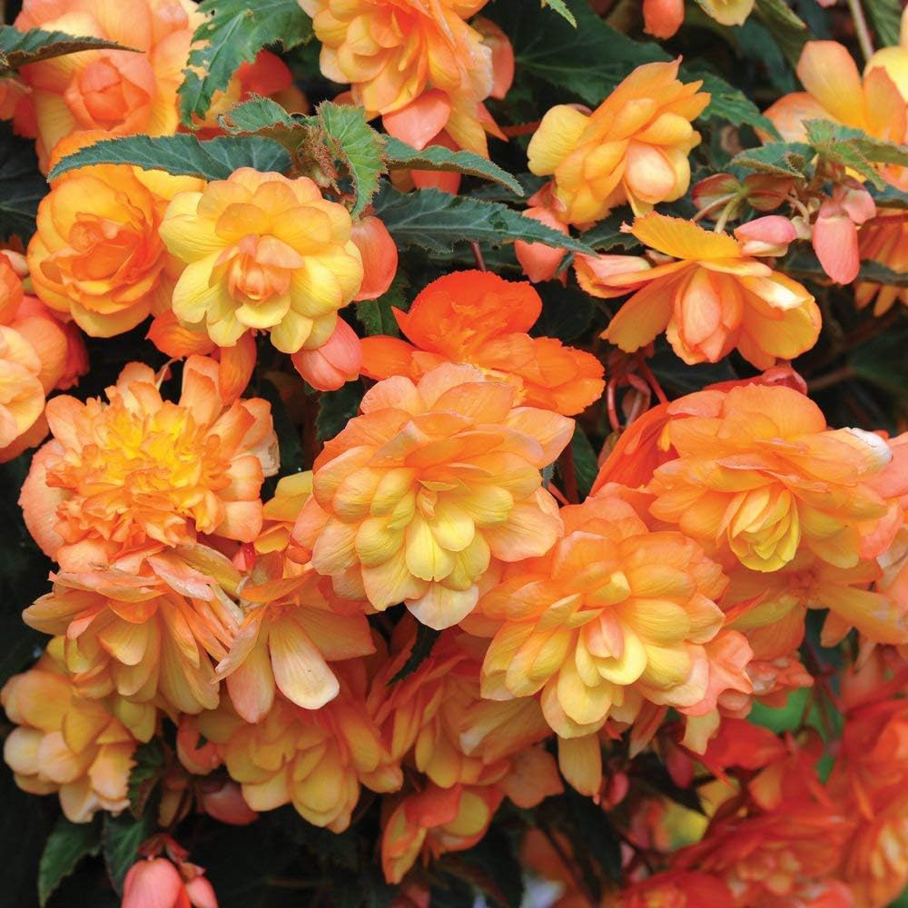 Thompson and Morgan Begonia Apricot Shades Tuber 5 Pack Image 1