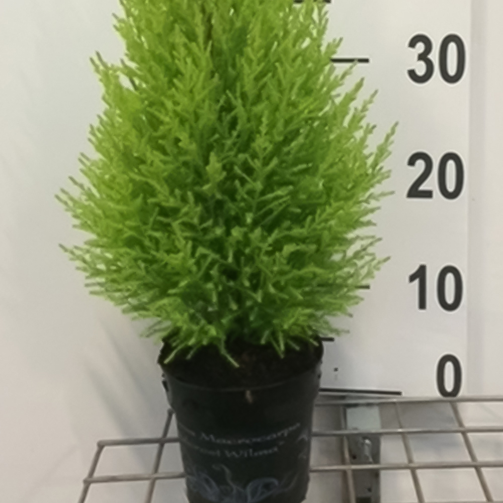 Goldcrest Wilma Image 3