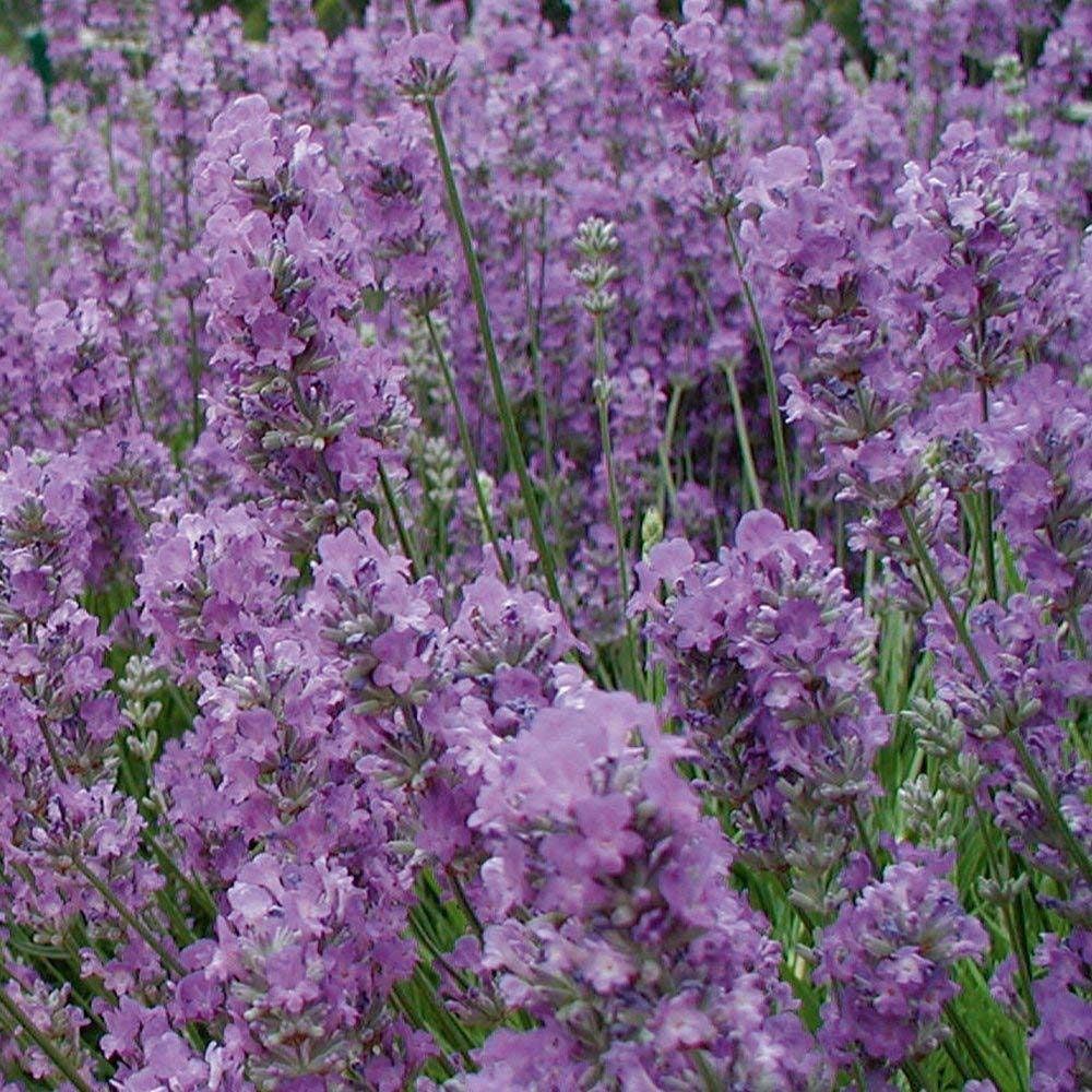 Thompson and Morgan Lavender Angustifolia Rosea Plant Pot 9cm Image 3