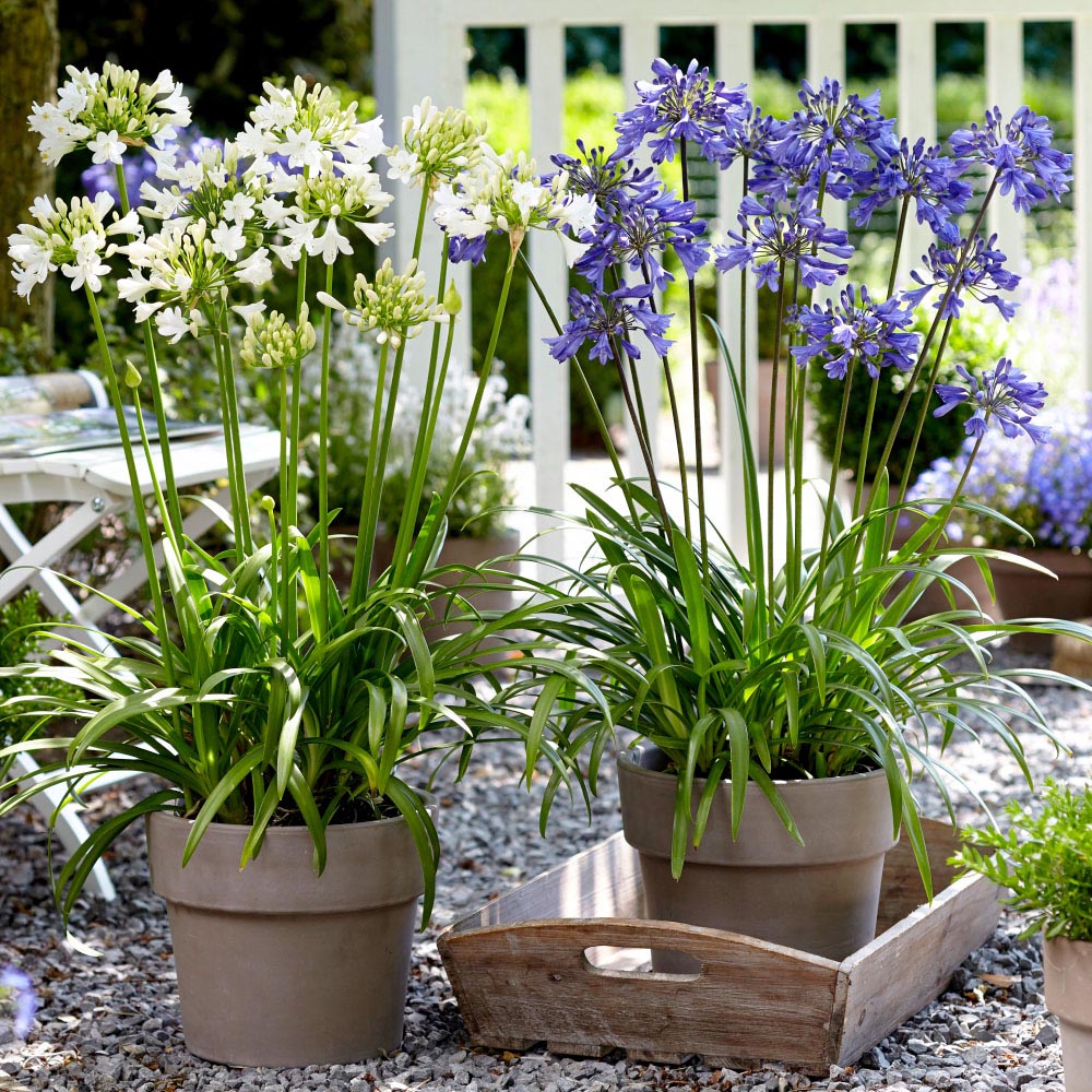 Thompson and Morgan Agapanthus Blue and White Coll Bare Root 12 Pack with Plant Pot 39cm 2 Pack Image 2