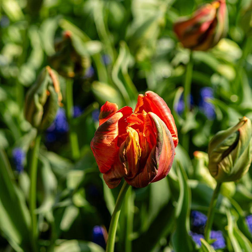 Thompson and Morgan Nurserymans Choice Tulip Planting Bulb 32 Pack Image 4