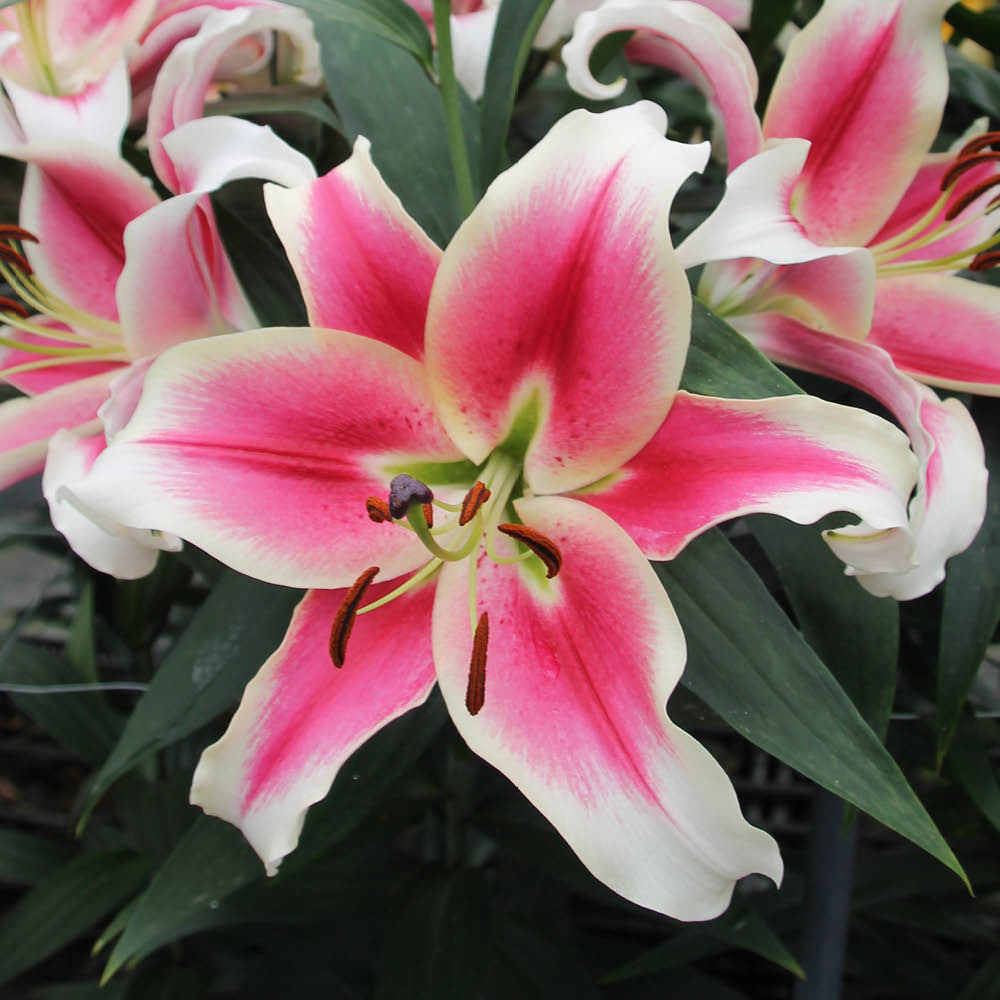 YouGarden Skyscraper Candy Club Lily Bulb 3 Pack Image 1