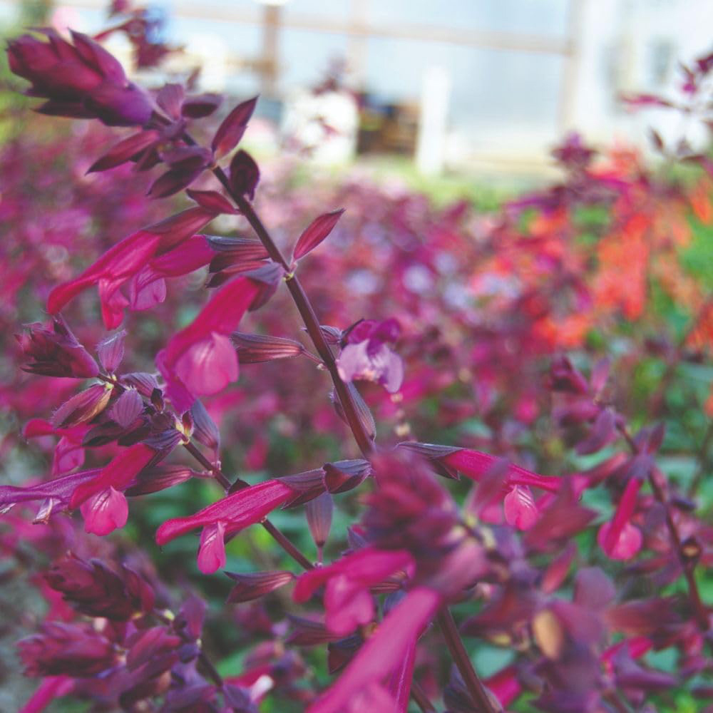 Thompson and Morgan Salvia Love and Wishes Plant Pot 2L Image 3