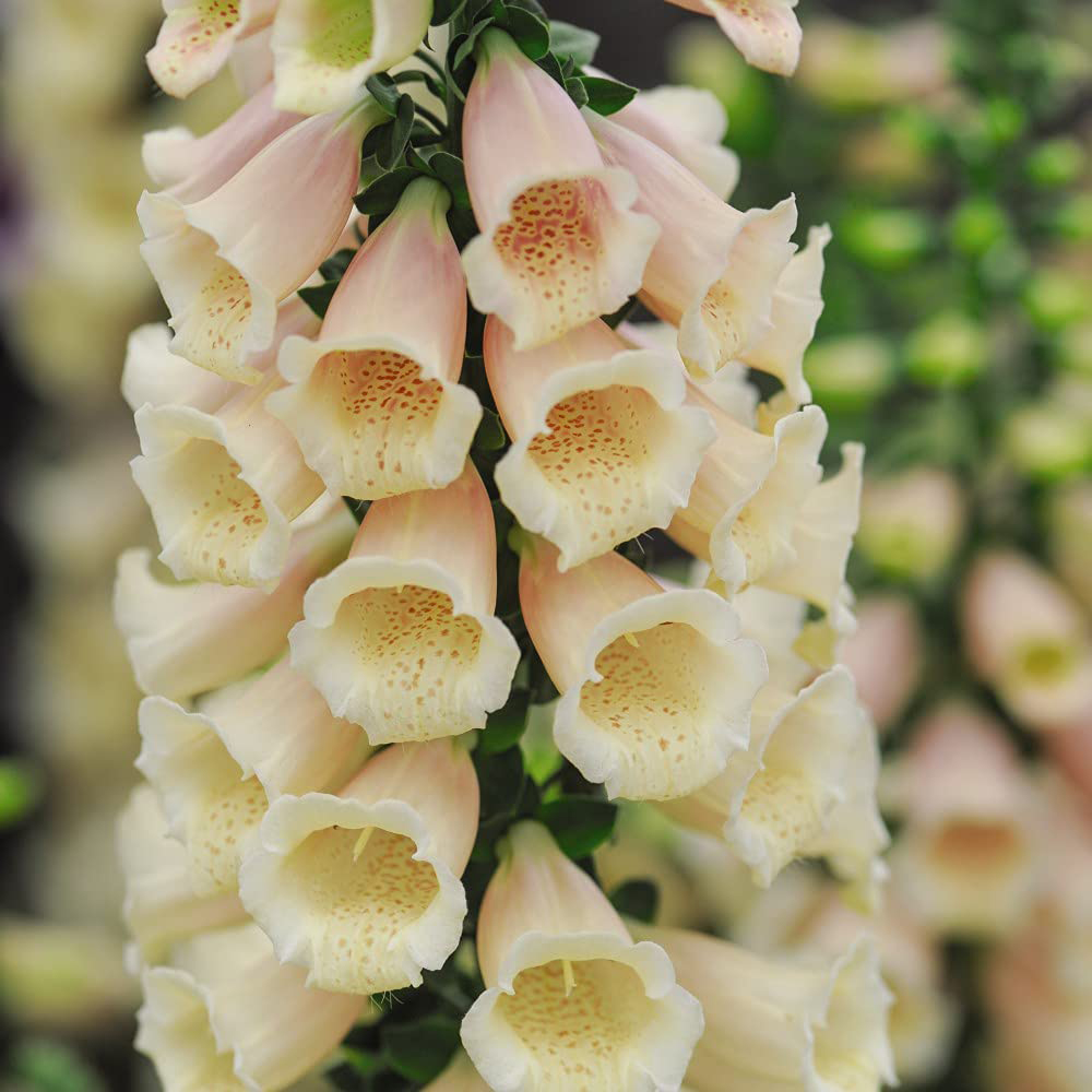 Thompson and Morgan Foxglove Digitalis Dalmatian Mixed Plugs 24 Pack Image 4