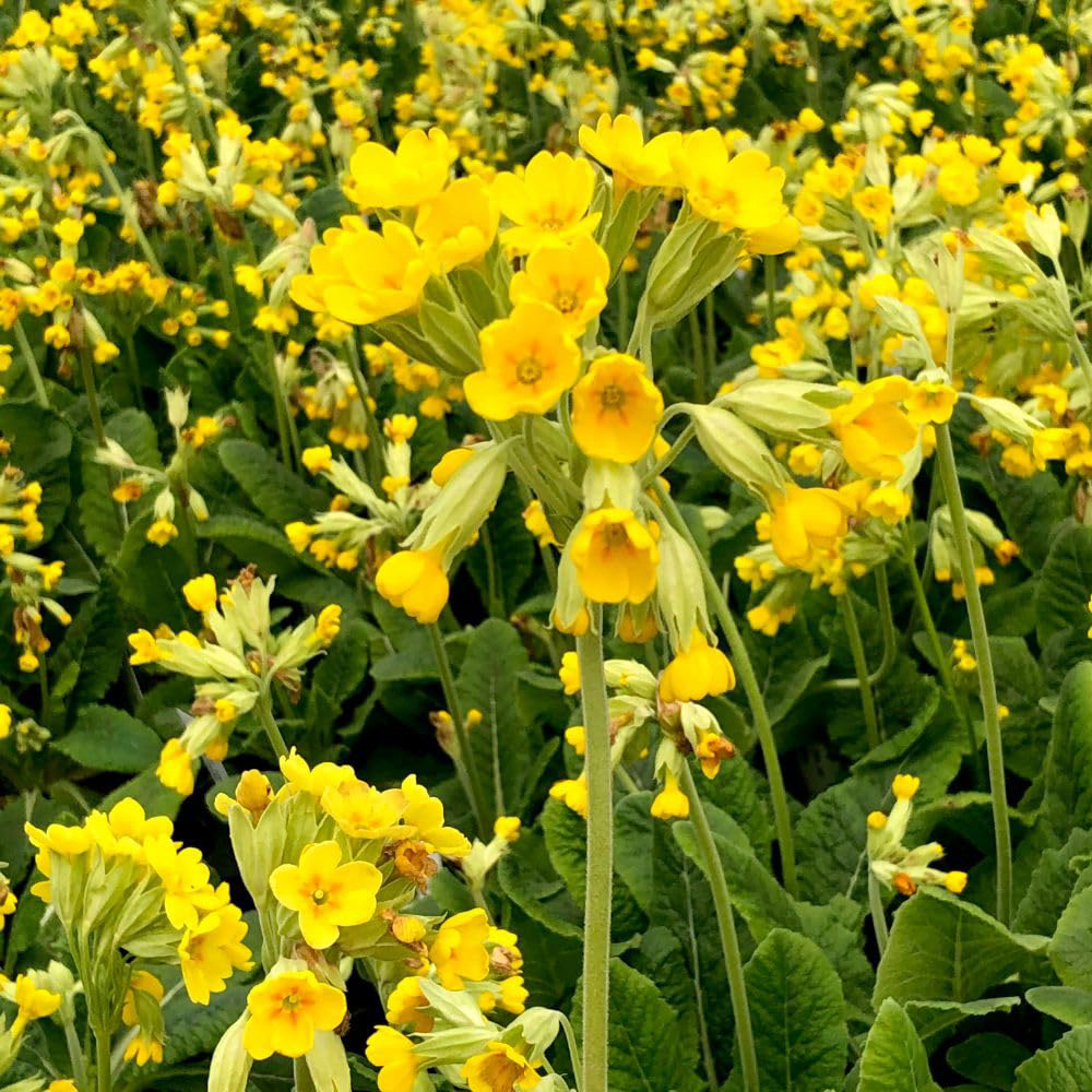 Thompson and Morgan Wildflower Wild Cowslip Primula Veris Seed Packet Image 3
