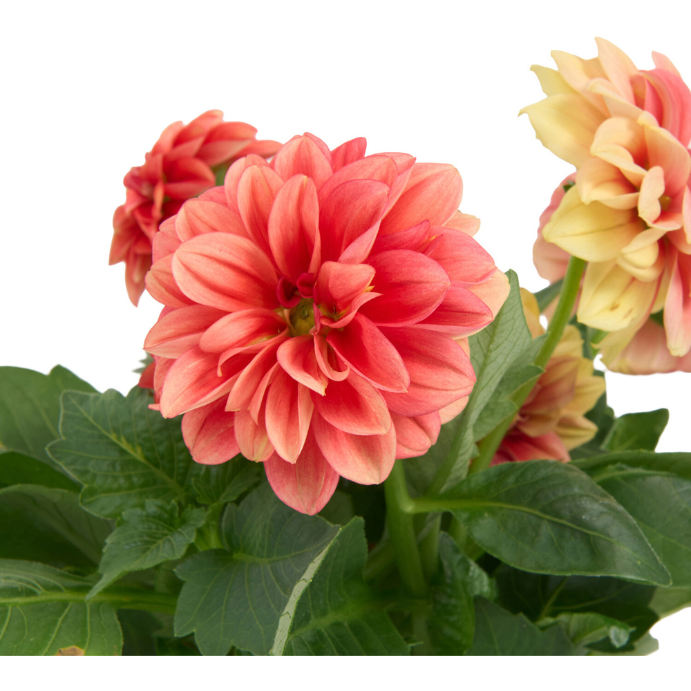 Dahlia Seasons Best Plant Image 5