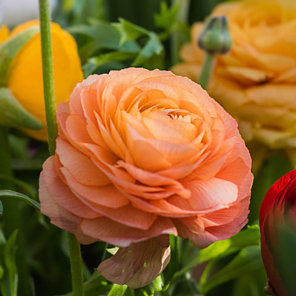YouGarden Ranunculus Mixed Planting Blubs 150 Pack Image 2
