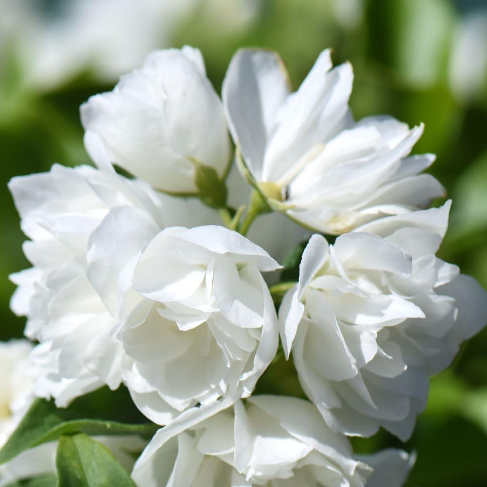 Thompson and Morgan Philadelphus Virginal Hedge Plant Image 5