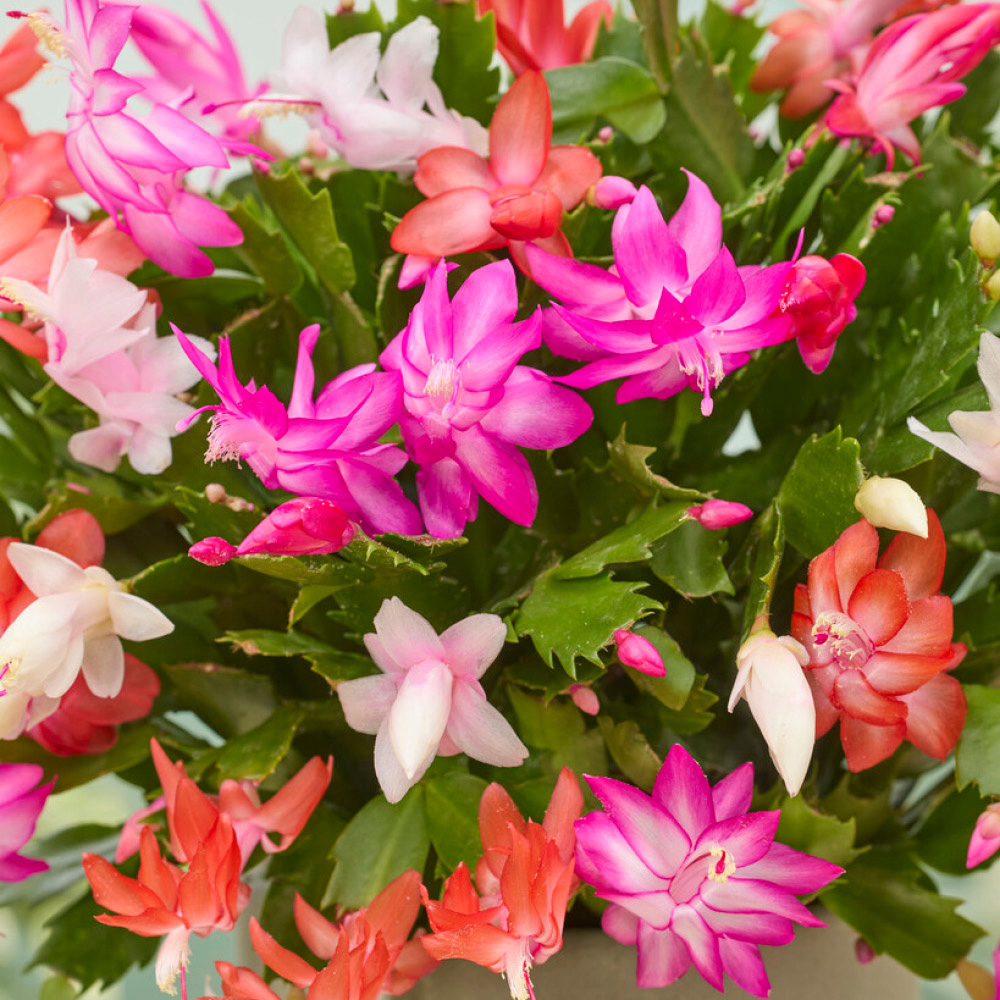 wilko Christmas Cactus Schlumbergera Multicolour Plant Pot 13cm Image 1