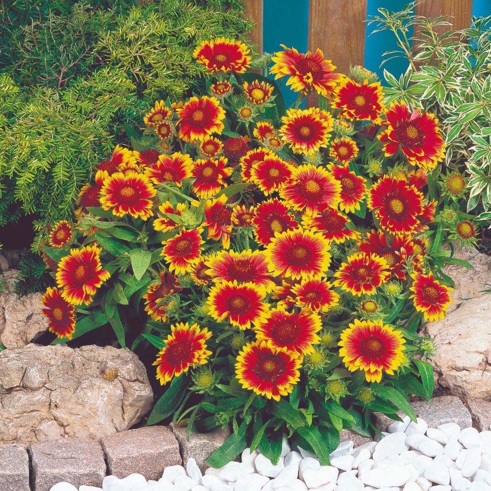 Thompson and Morgan Gaillardia Arizona Sun Plant Pot 1L 2 Pack Image 1
