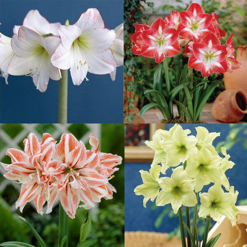 Thompson & Morgan Amaryllis Collection Planting Blulb 4 Pack Image 1