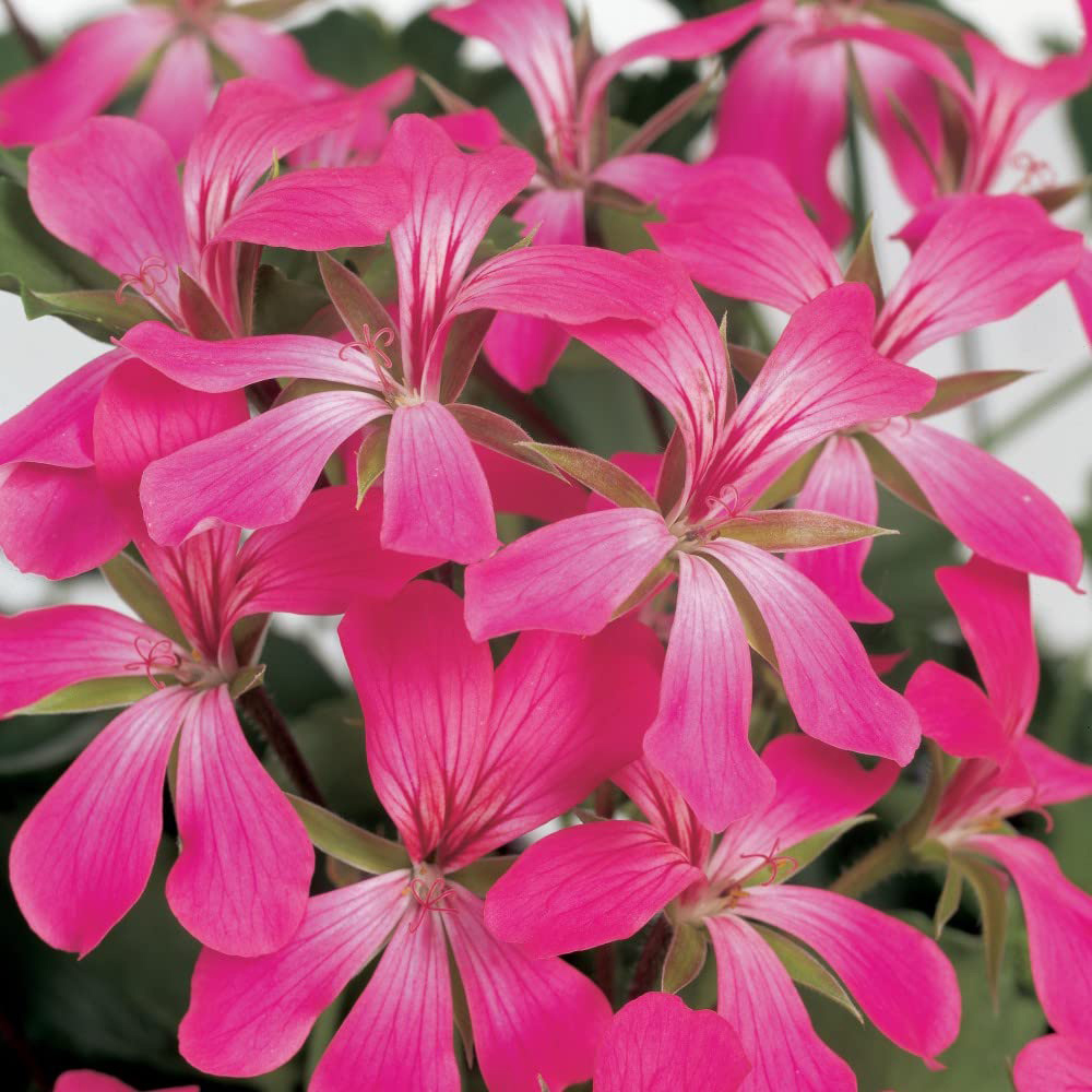 Thompson and Morgan Geranium Balcon Mix Preplanted Hanging Basket 25cm Image 8