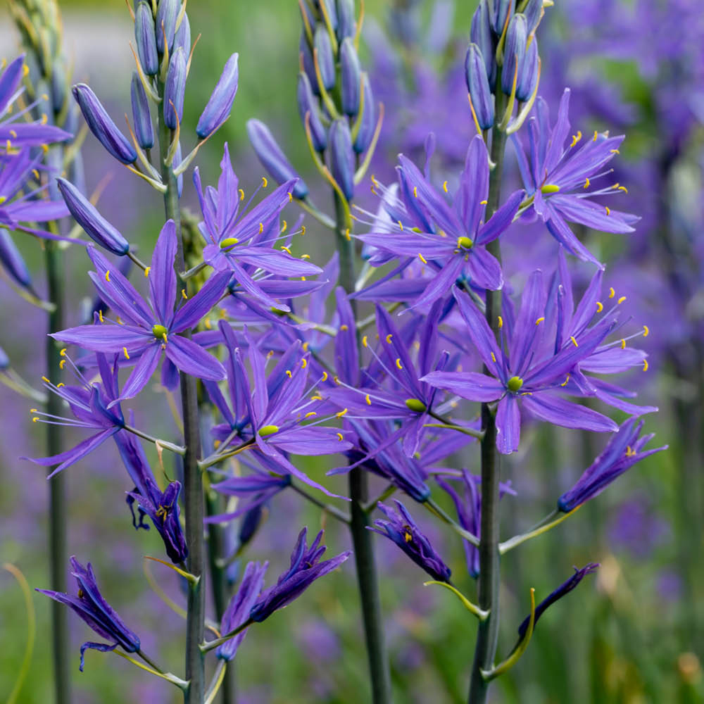 YouGarden Camassia Quamash Planting Bulb 50 Pack Image 3