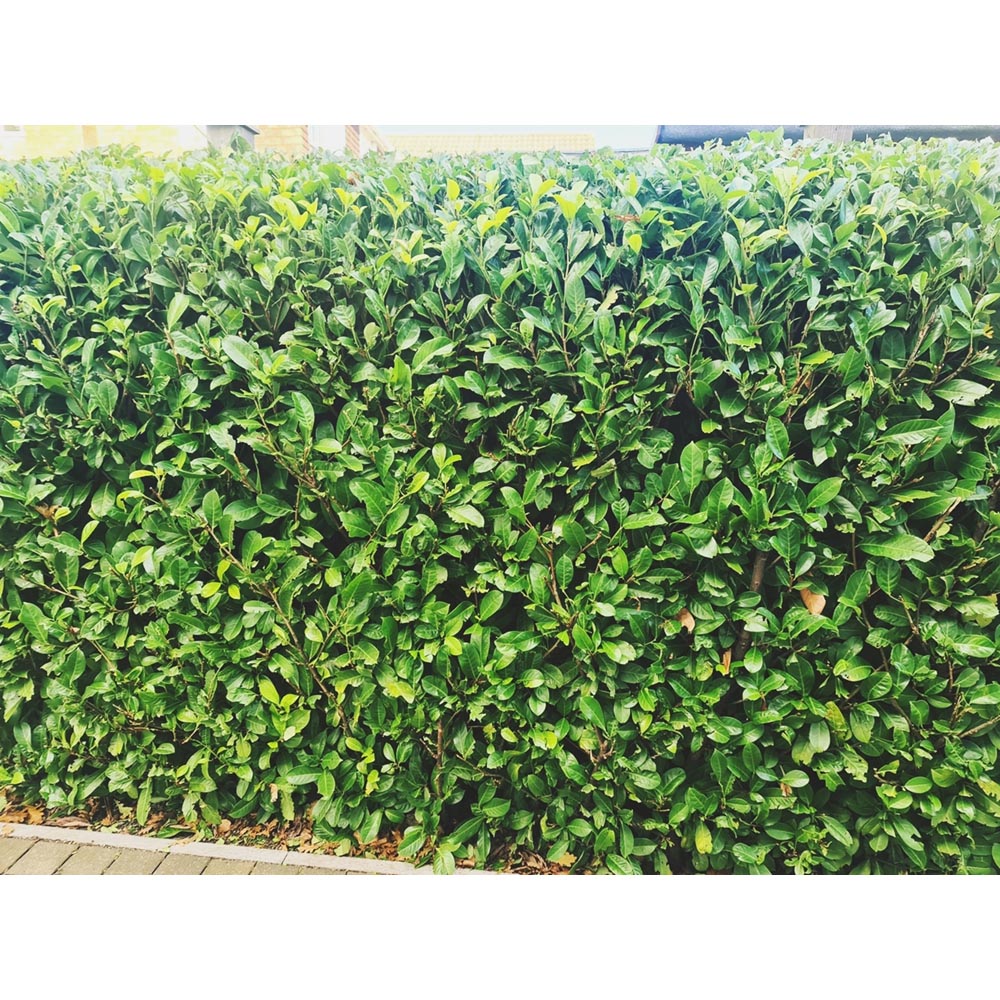 Inspirational Gifting Laurel Evergreen Bare Root Hedge Plant 3ft 20 Pack Image 5