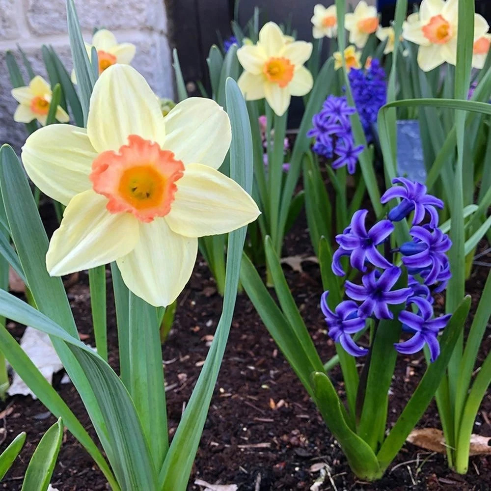 Thompson and Morgan Daffodil Blushing Lady Planting Bulb 8 Pack Image 4