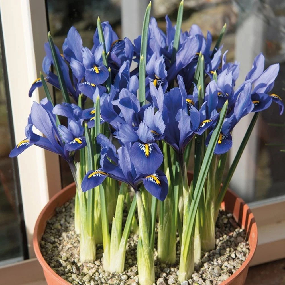 Thompson and Morgan Iris Reticulata Autumn Planting Bulb 160 Pack Image 5